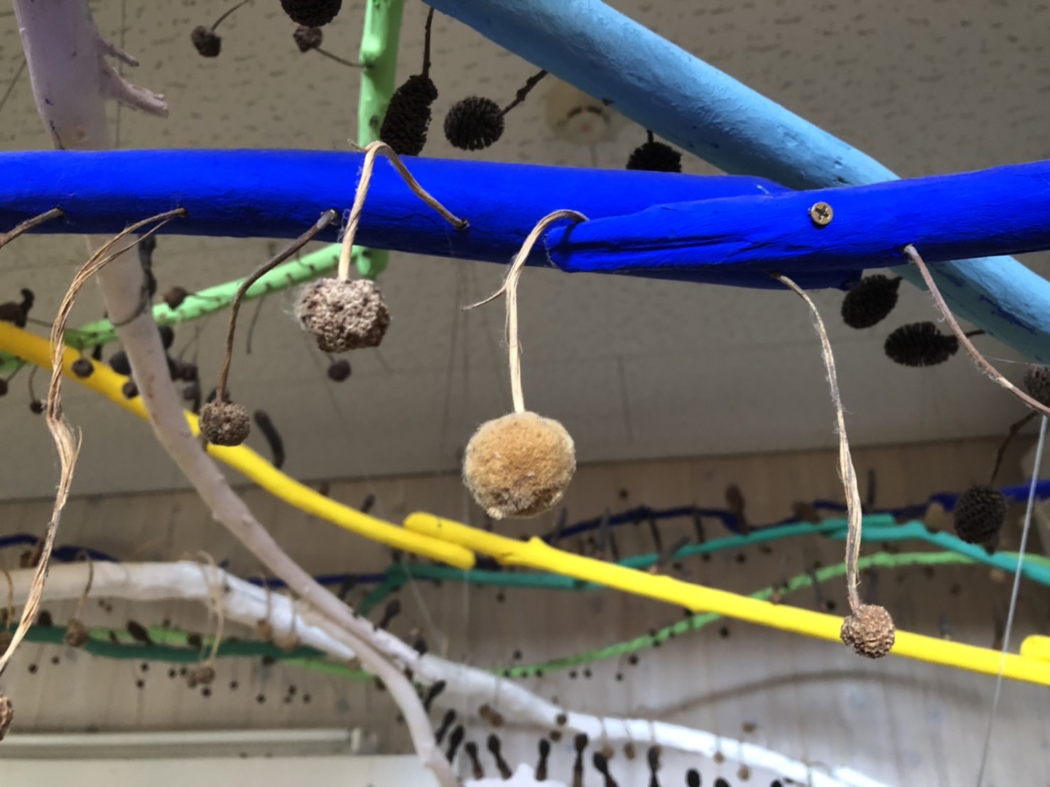 スズカケノキ プラタナス 紅葉葉鈴懸の実 鉢 田島征三 絵本と木の実の美術館